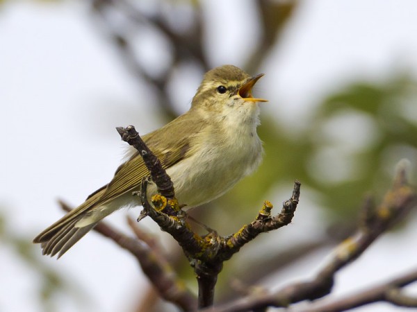 idanuunilintu_23_Korppoo_05_12