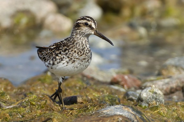 jankasirriainen_03_Korppoo_05_12