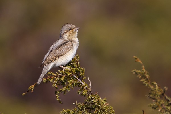 kaenpiika_01_Korppoo_04_12