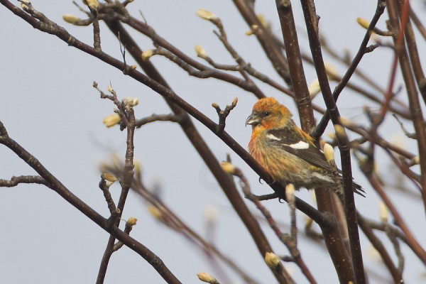 kirjosiipikapylintu_04_Korppoo_05_12