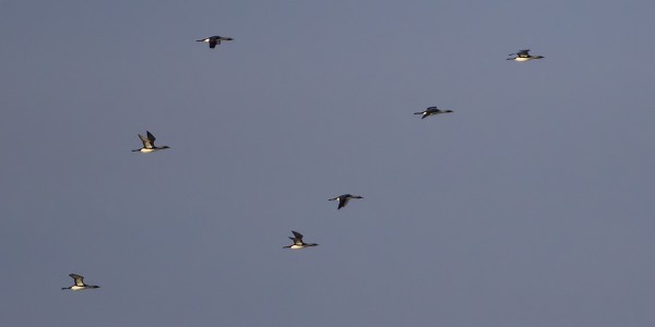 kuikka_06_Korppoo_05_12