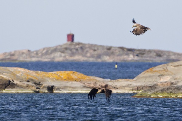 merikotka_22_Korppoo_05_12