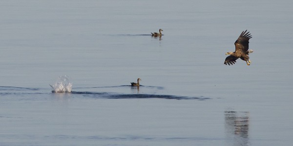 merikotka_34_Korppoo_05_12