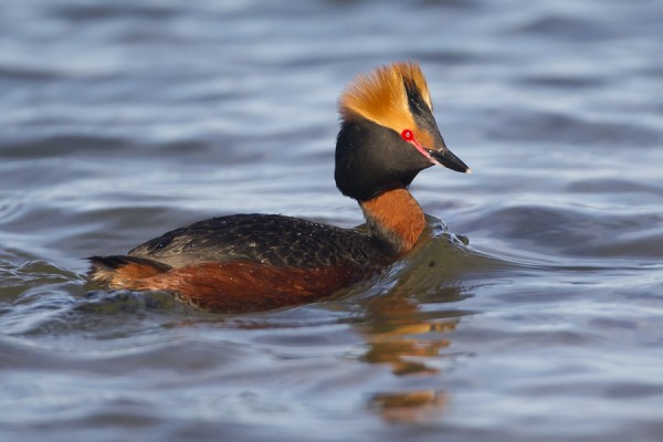 mustakurkku_uikku_02_Korppoo_05_12