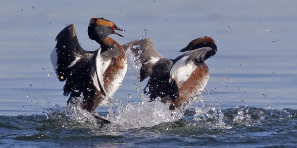 mustakurkku_uikku_34_Korppoo_05_12