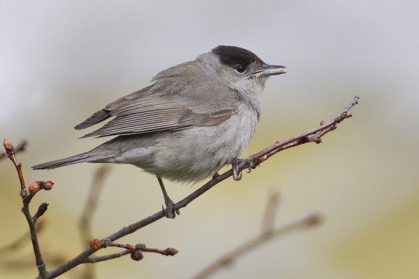 mustapaakerttu_02_Korppoo_05_12