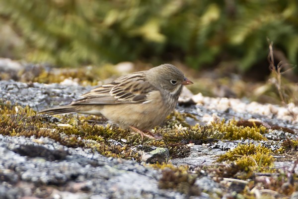 peltosirkku_03_Korppoo_05_12