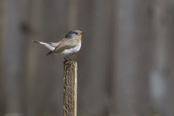 pikkusieppo_01_Korppoo_05_12