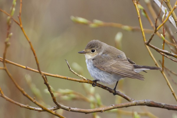 pikkusieppo_15_Korppoo_05_12