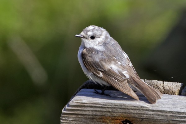 pikkusieppo_15_Korppoo_05_12