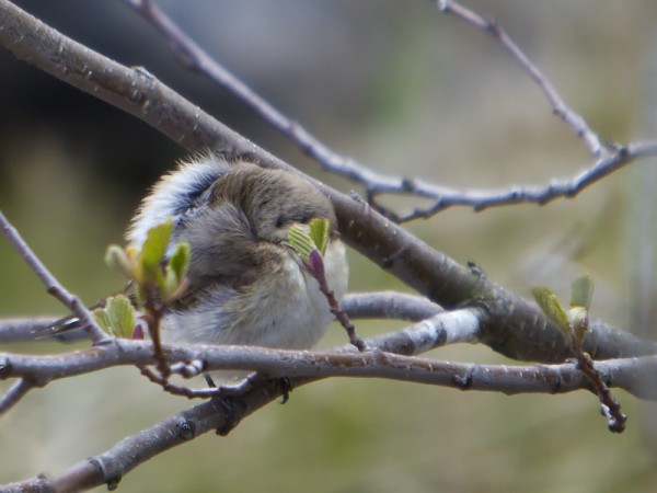 pikkusieppo_18_Korppoo_05_12