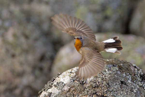 pikkusieppo_21_Korppoo_05_12