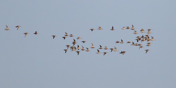 punakuiri_01_Korppoo_05_12