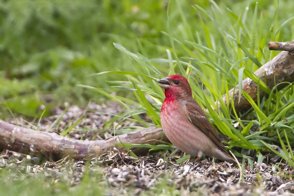 punavarpunen_03_Korppoo_05_12