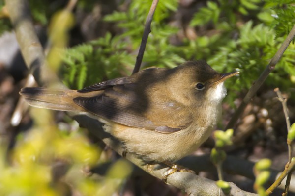 rytikerttunen_01_Korpppoo_05_12