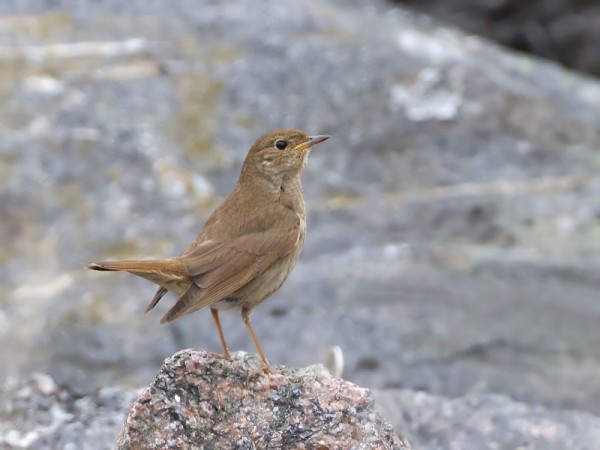 satakieli_03_Korppoo_05_12