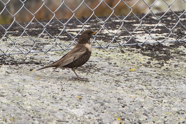 sepelrastas_16_Korppoo_05_12