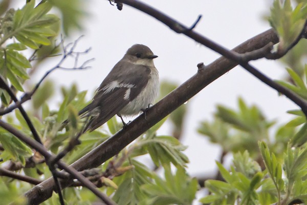 sepelsieppo_05_Korppoo_05_12