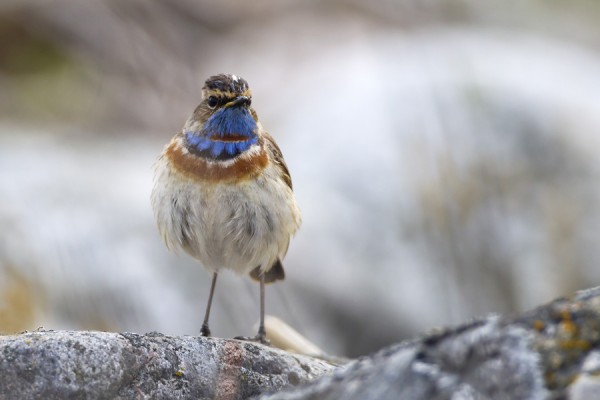 sinirinta_01_Korppoo_05_12