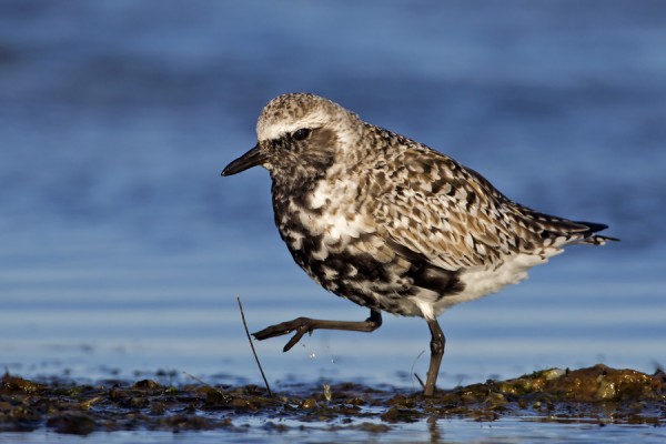 tundrakurmitsa_01_Korppoo_05_12