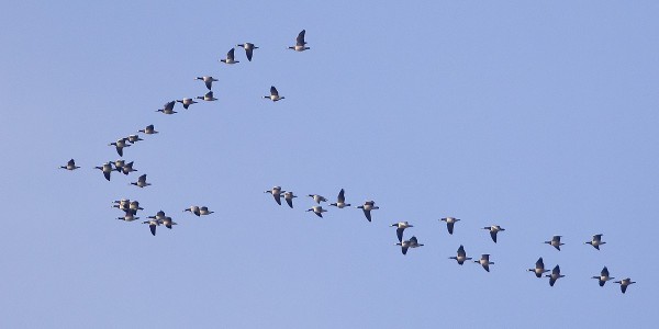 valkoposkihanhi_02_Korppoo_05_12