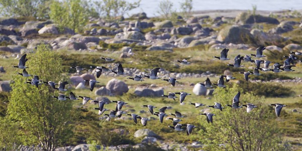 valkoposkihanhi_30_Korppoo_05_12