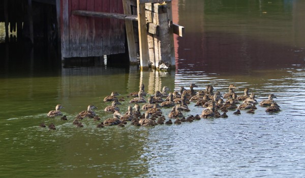 haahka_41_Korppoo_05_12