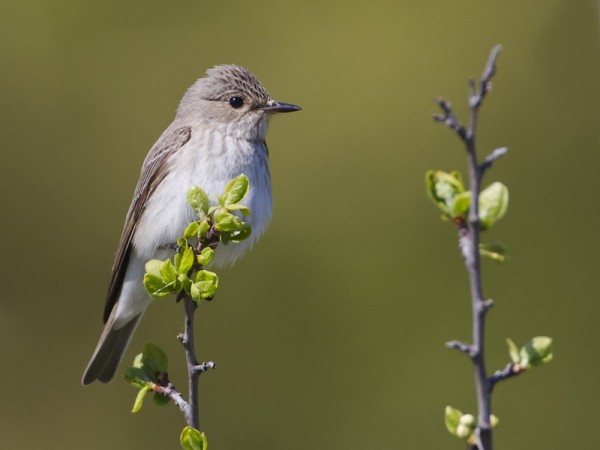 harmaasieppo_01_Korppoo_05_12