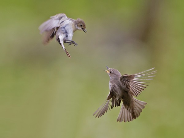 harmaasieppo_06_Korppoo_06_12