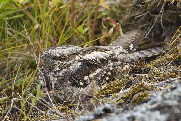 kehraaja_04_Korppoo_06_12