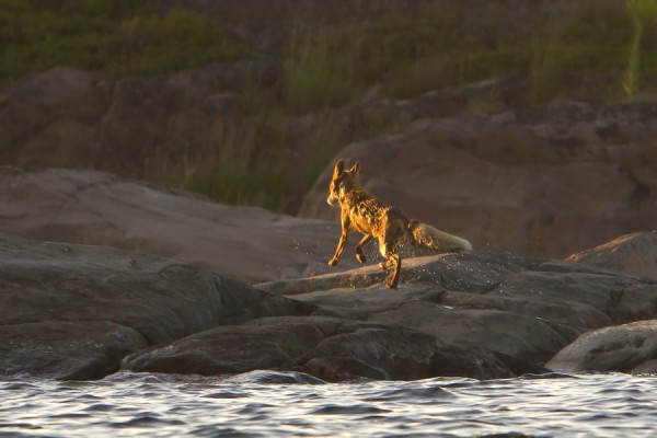 kettu_01_Korppoo_06_12