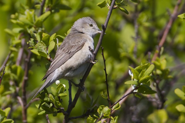 kirjokerttu_03_Korppoo_06_12