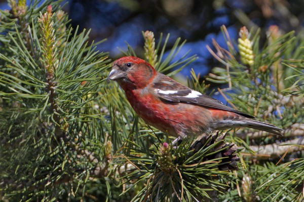 kirjosiipikapylintu_01_Korppoo_06_12