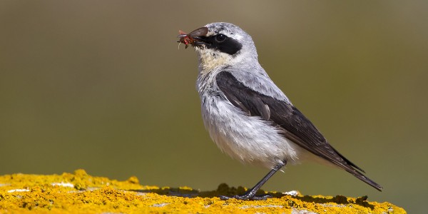 kivitasku_05_Korppoo_06_12