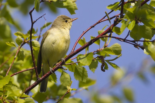 kultarinta_10_Korppoo_06_12