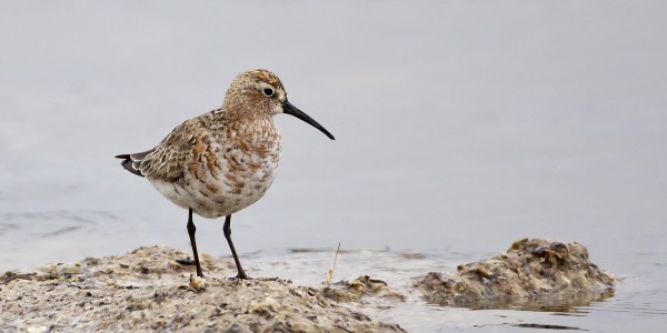 kuovisirri_05_Korppoo_06_12