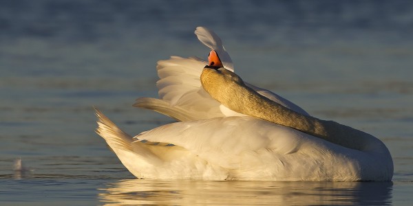 kyhmyjoutsen_01_Korppoo_06_12