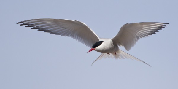 lapintiira_21_Korppoo_05_12