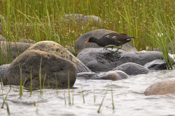 liejukana_01_Korppoo_06_12