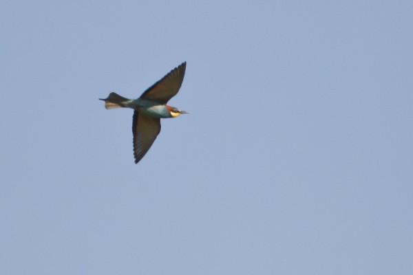 mehilaissyoja_03_Korppoo_06_12