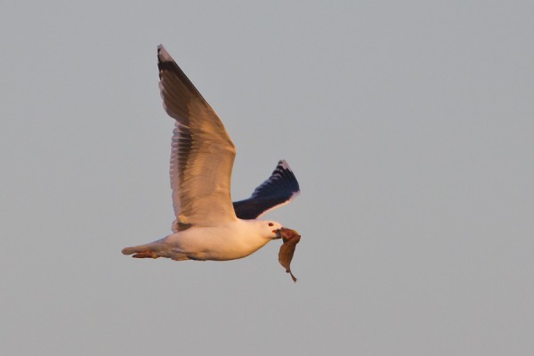 merilokki_06_Korppoo_05_12