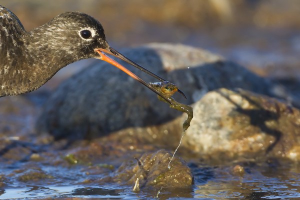 mustaviklo_05_Korppoo_06_12