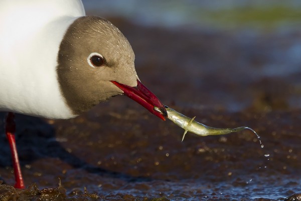 naurulokki_01_Korppoo_06_12