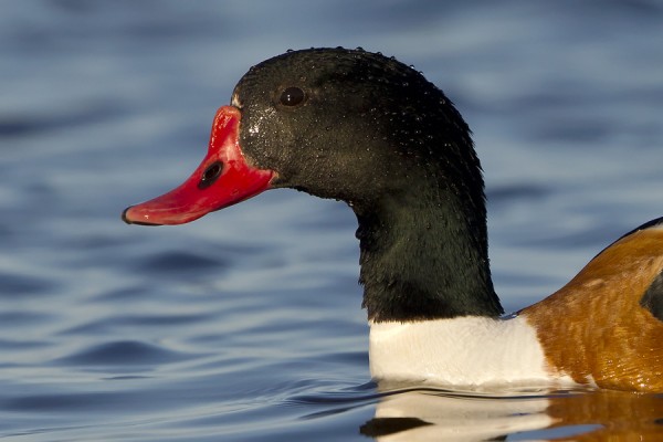 ristisorsa_02_Korppoo_06_12