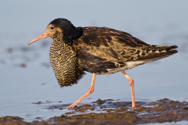 suokukko_03_Korppoo_06_12