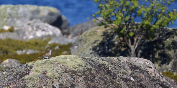 turturikyyhky_01_Korppoo_06_12