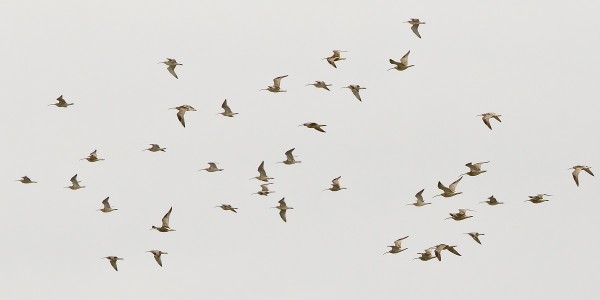 isokuovi_02_Korppoo_07_12