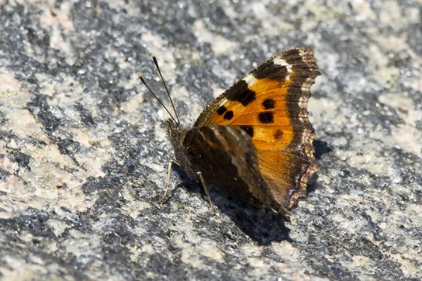 isonokkosperhonen_02_Korppoo_07_12