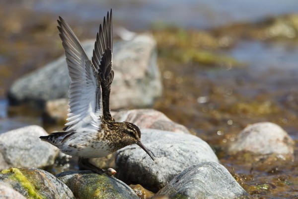 jankasirriainen_05_Korppoo_07_12