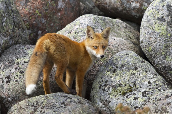 kettu_30_Korppoo_07_12